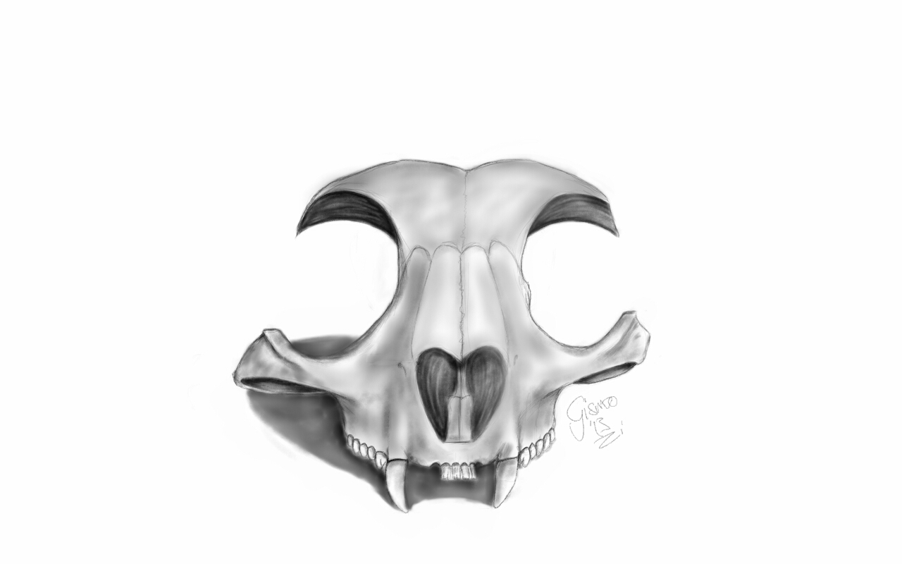 skull study caracal