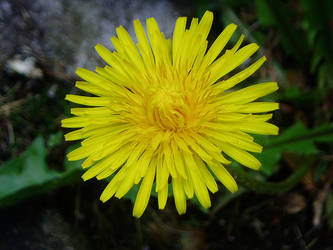 dandelion1