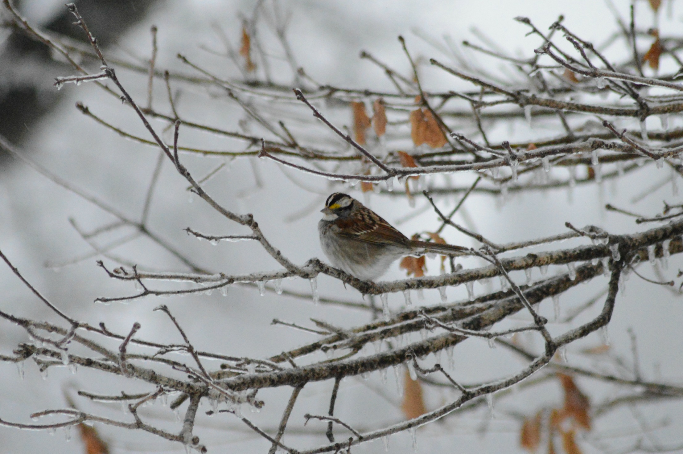 Sweet Little Sparrow