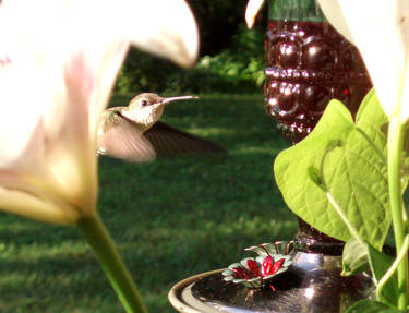 Humming Bird 05