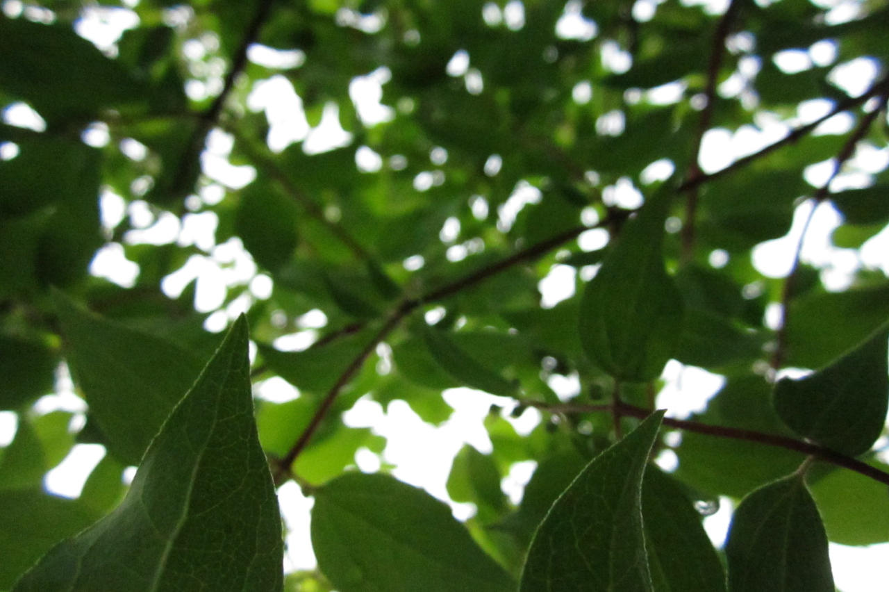 Cradle of Sirens Leaves part II by DomesticTerrorist on DeviantArt