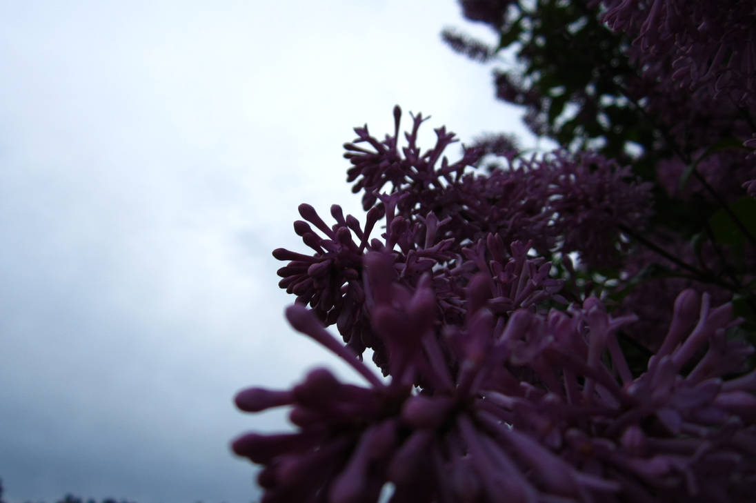 Cradle of Sirens Weaving the Masses (A) by DomesticTerrorist on DeviantArt