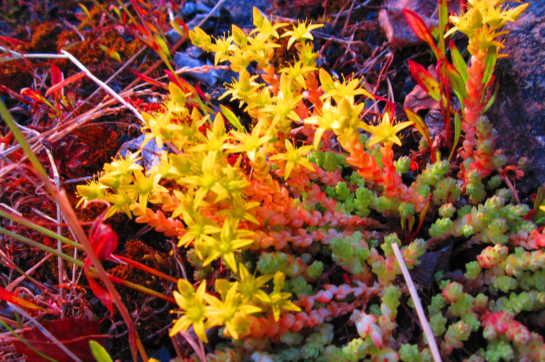 Cradle of Sirens Grande Yellow by DomesticTerrorist on DeviantArt