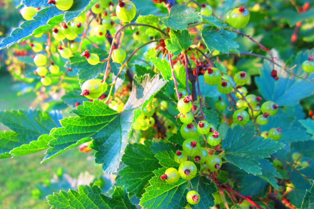 Cradle of Sirens Fruition of Thought by DomesticTerrorist on DeviantArt