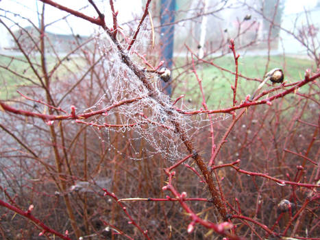 Still they weave their web