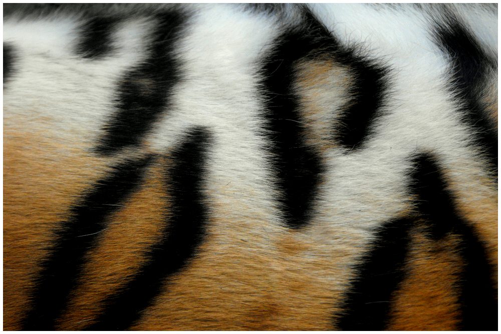 Tiger skin