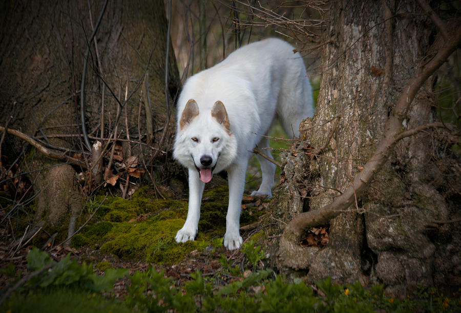 Northern Inuit Dog 9