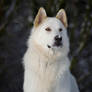 Northern Inuit Dog 1