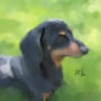 Trixie the Grass Dachshund