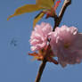 Branch of Cherry Pink Flowers