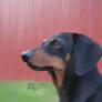 Trixie the Guard Dachshund
