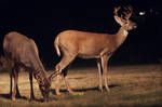 Idaho Deer by projektPM