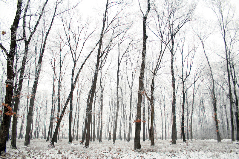 White Forest