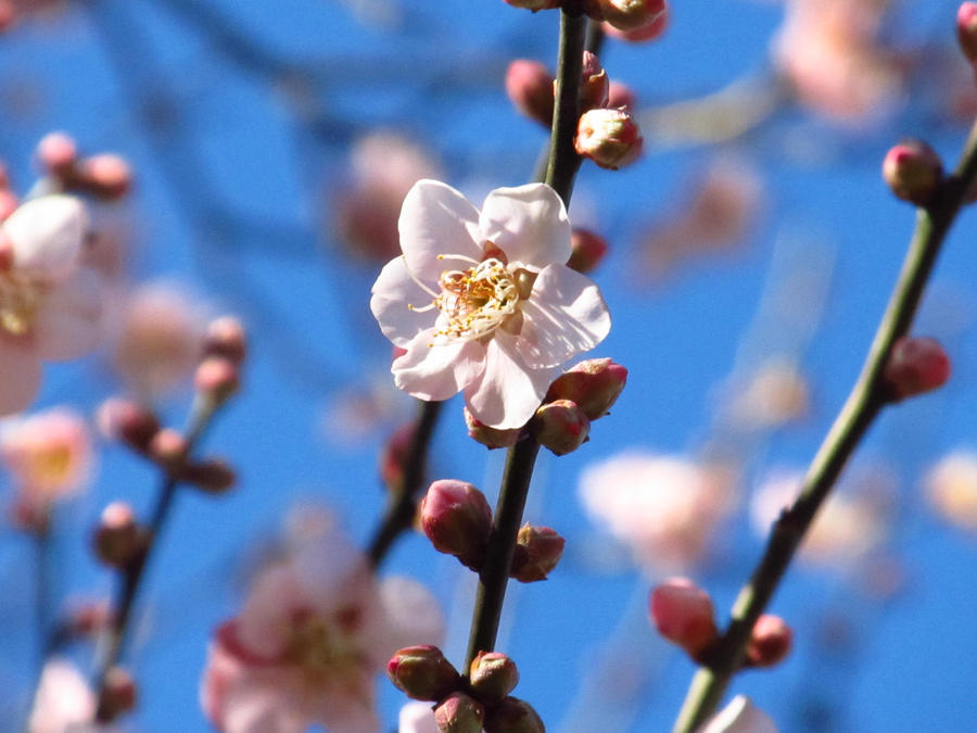 January Bloom