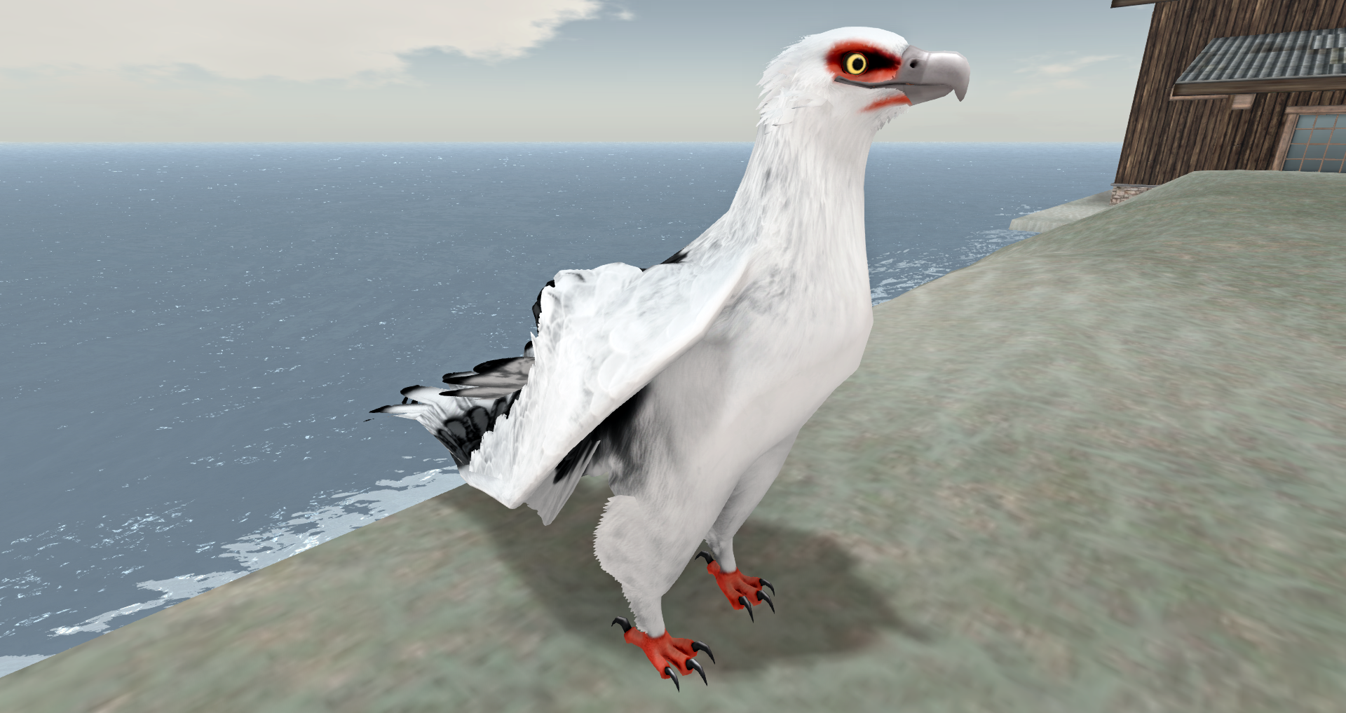 Palm-nut Vulture Avatar!