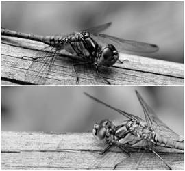 Beautiful dragonflys