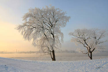 Winter Trees