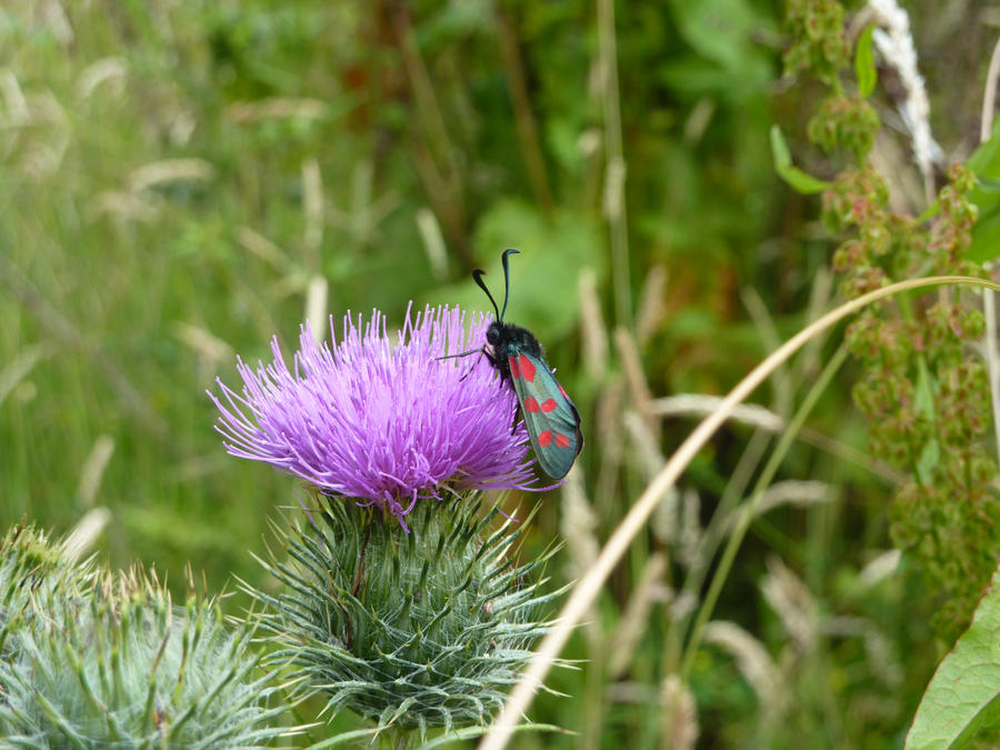 red spotted burnet moth