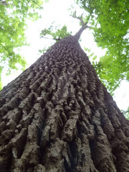 Reaching for the Sky