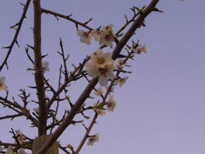 Almond Flowers