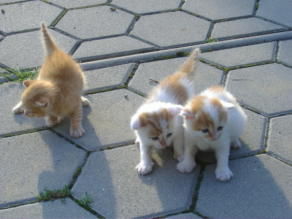 cats