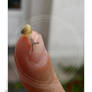 Little snail