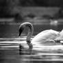 Swan 22