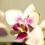 Simple orchid