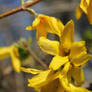 Yellow Flowers