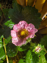 Strawberry Blossom