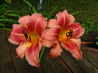 Salmon Lillies