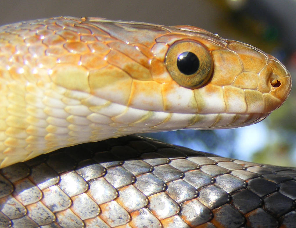 Snake Smile by RobbiesCornField on DeviantArt