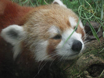 Red Panda