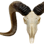 Goat Skull