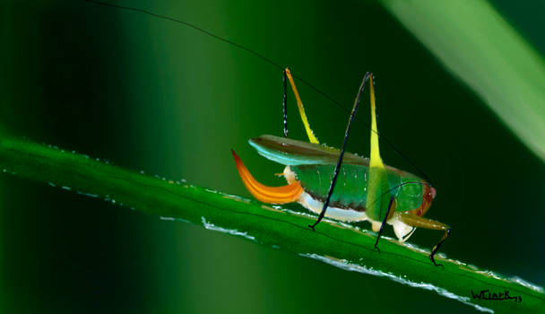 Bush Cricket