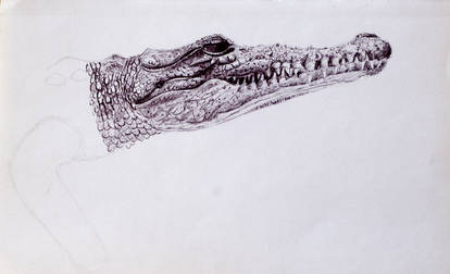 Croc Sketch