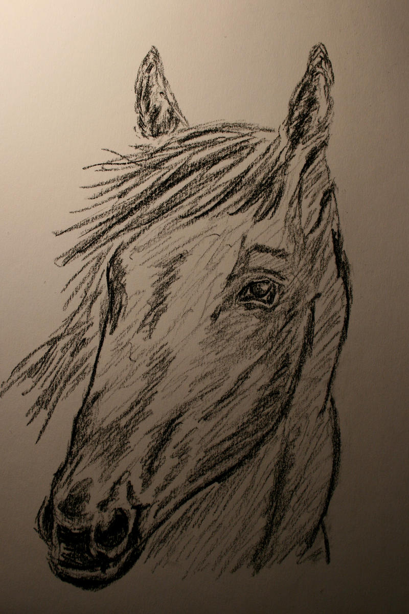 Charcoal Horse Sketch