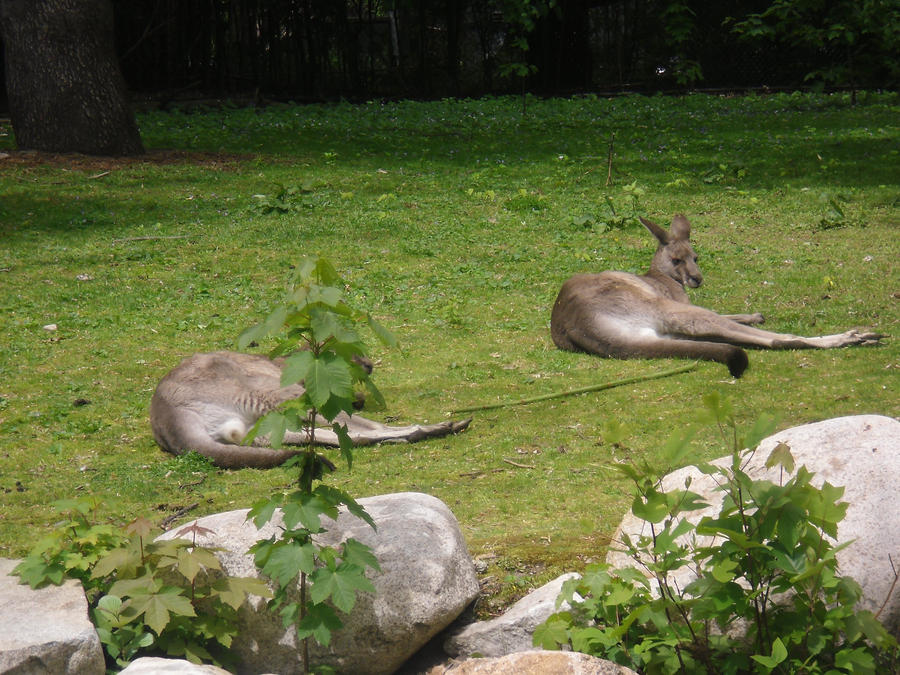 Kanga and Roo by wolvengalloway on DeviantArt