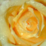 Yellow Rose