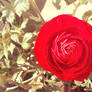 Romantic Ranunculus