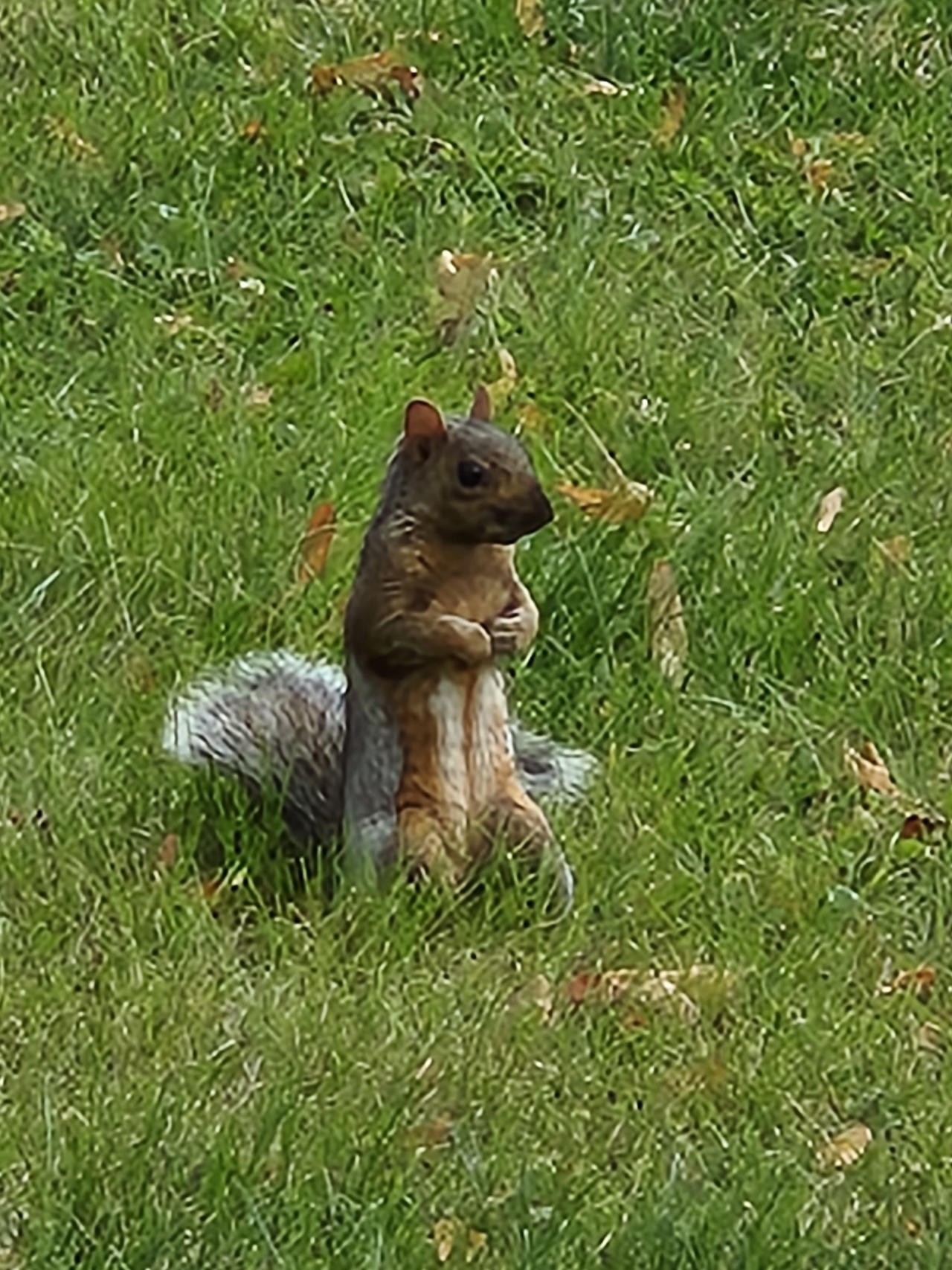 Squerrel Standing Squirrel standing by ReardonDearborn on DeviantArt