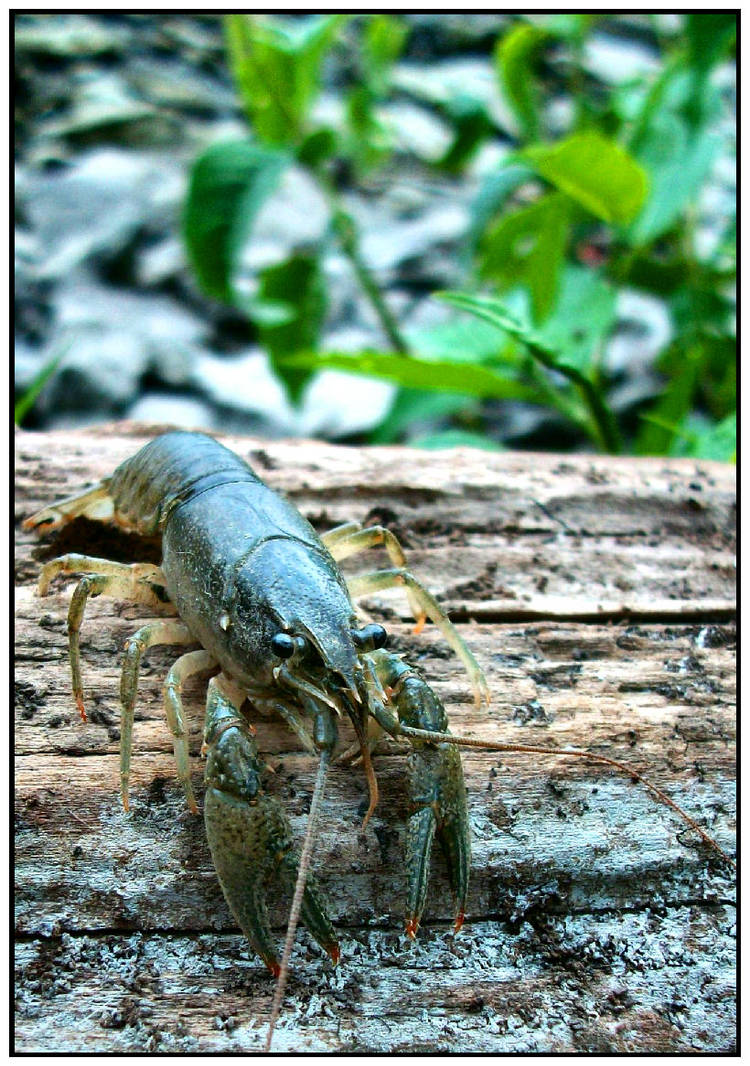 Mudbug Side View Mudbug at the river by DimmedFaith on DeviantArt