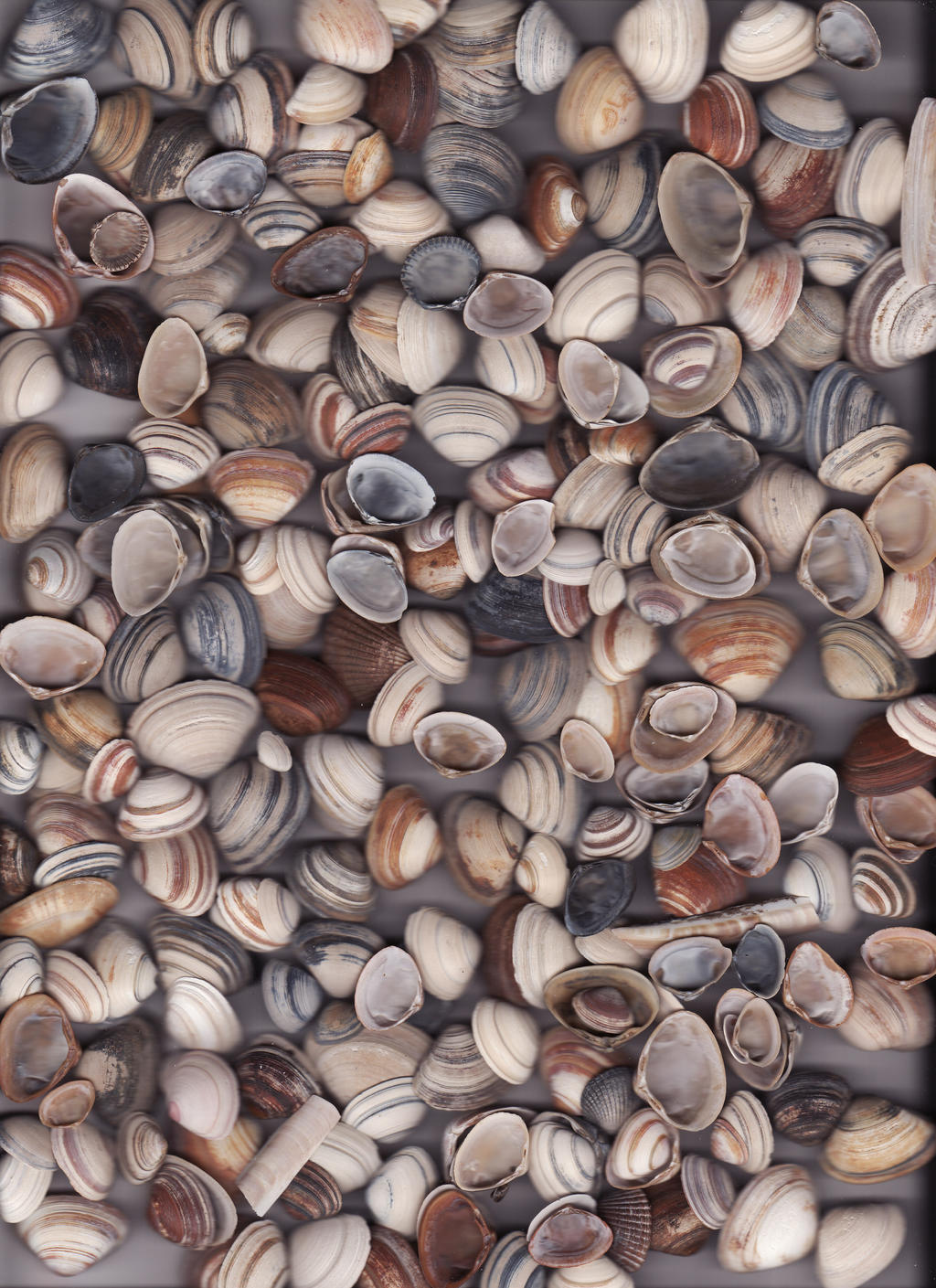 Sea shells I