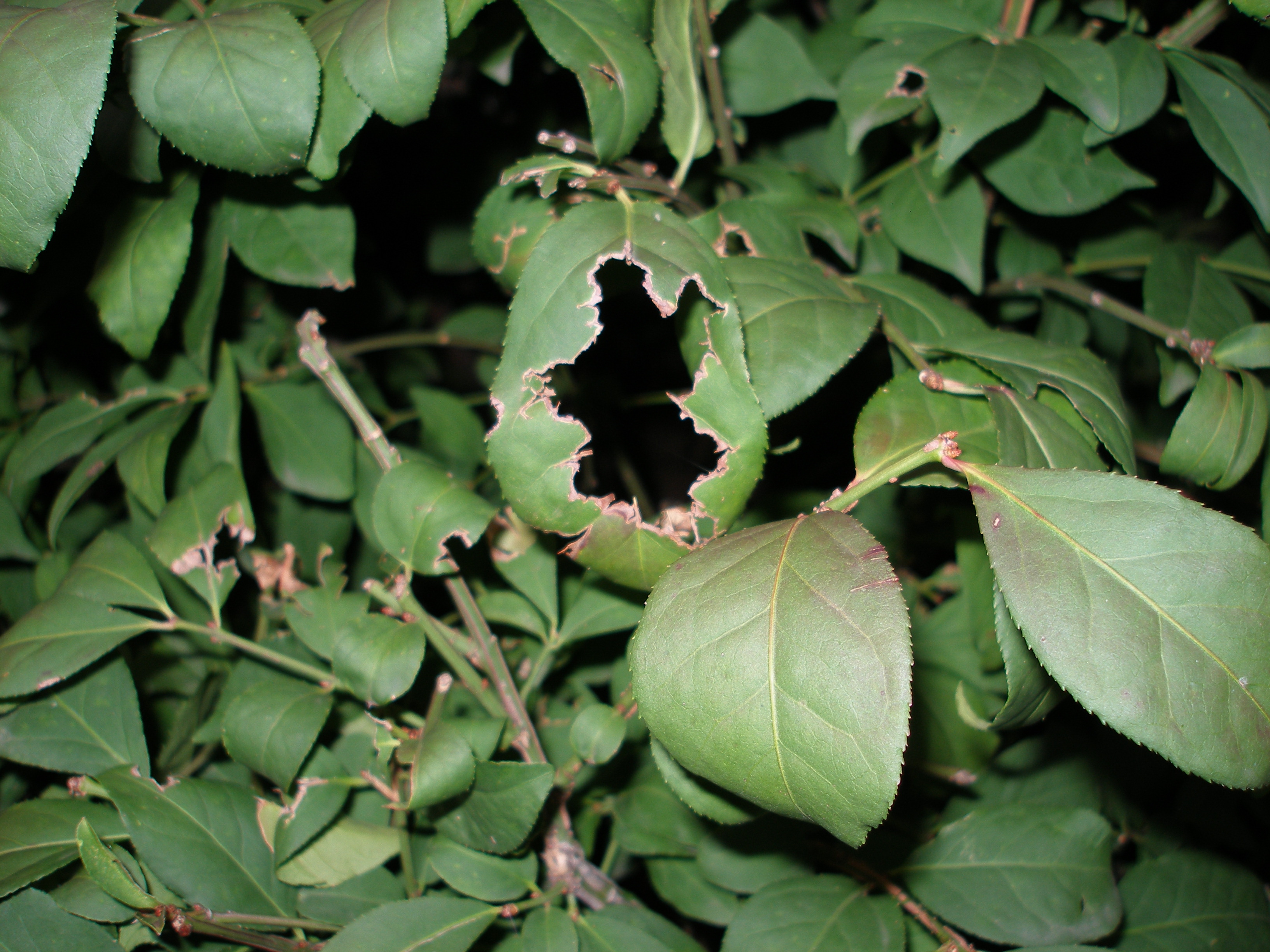 Stock Leaf Bite