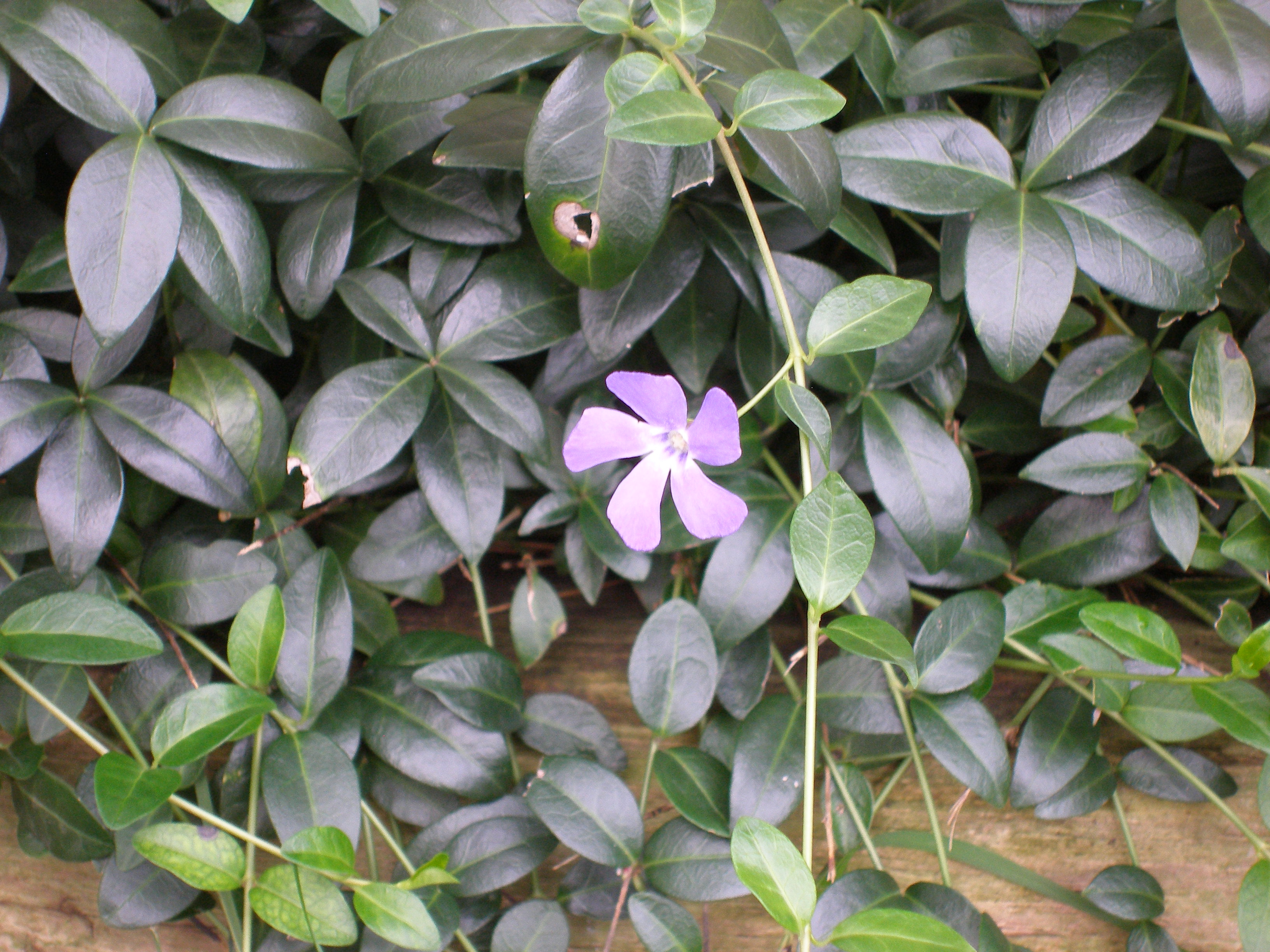 Purple Flower