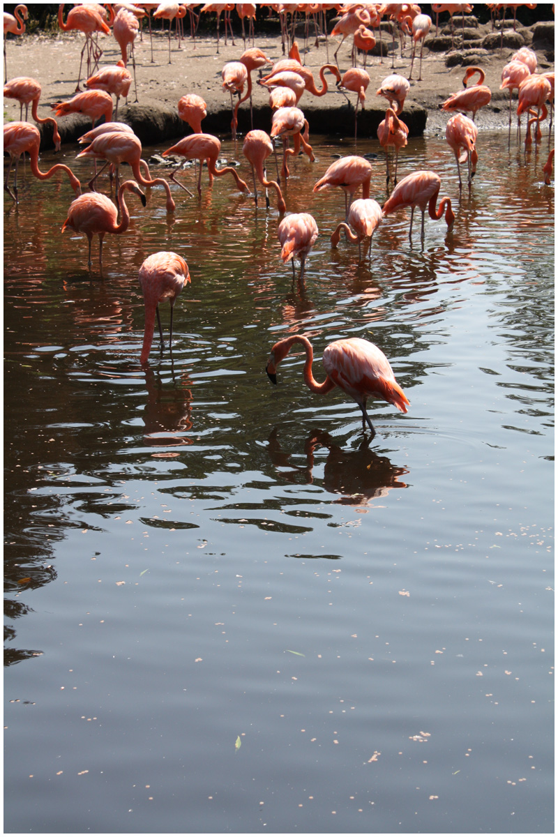 Vogelpark Walsrode 14