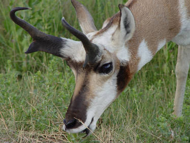 Gentle Pronghorn