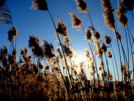 plants in swamp