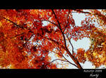 Red leafs by niwaj