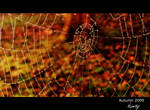 Spider web by niwaj